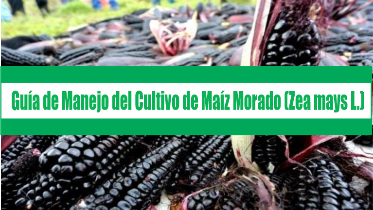Guía de Manejo del Cultivo de Maiz Morado (Zea mays L.)
